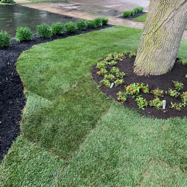 Sod with curved lawn edging around a tree bed and newly planted shrubs, image by OAKS Home Services