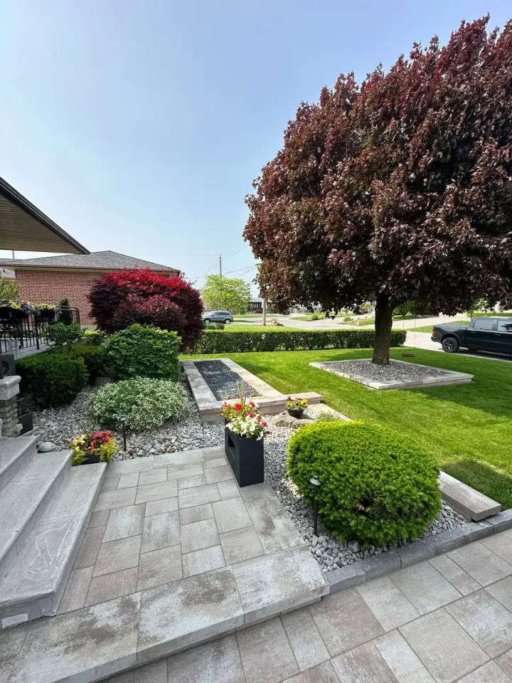 modern front yard landscaping with large maple tree, stone patio, gravel beds, shrubs, and decorative planters