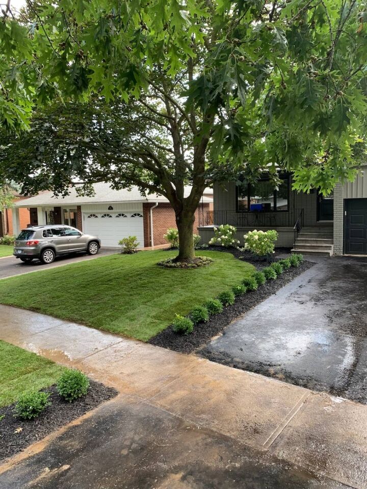 front yard landscaping with large oak tree, green lawn, driveway, mulch beds, and trimmed shrubs near house entrance