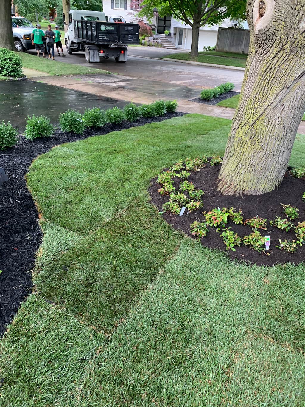 front yard landscaping with fresh lawn, mulch beds around tree, shrubs, and clean edging along driveway and sidewalk