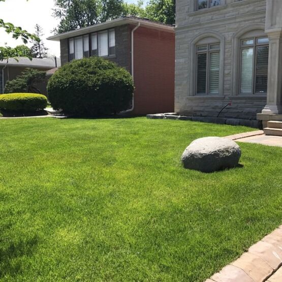 sod and plant installation for backyard or garden sod and plant installation for backyard or garden