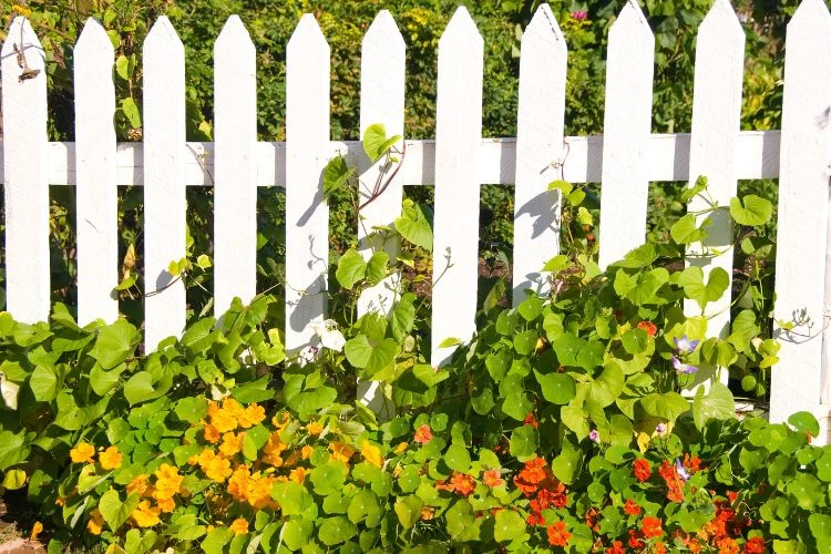 White picket fence with climbing vines and colorful garden flowers in a Toronto neighborhood