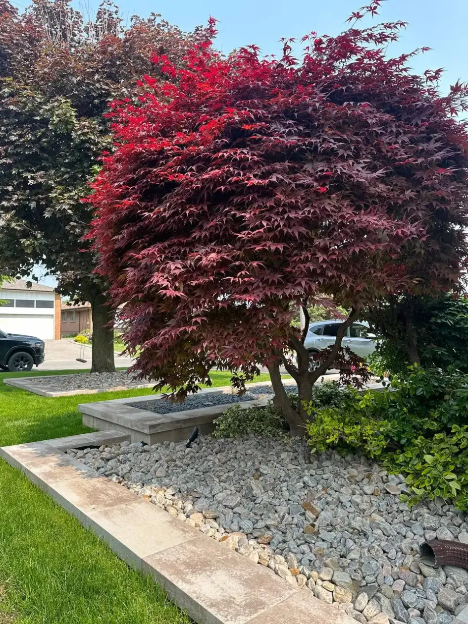 front yard landscape with japanese maple tree, decorative stone bed and modern concrete edging