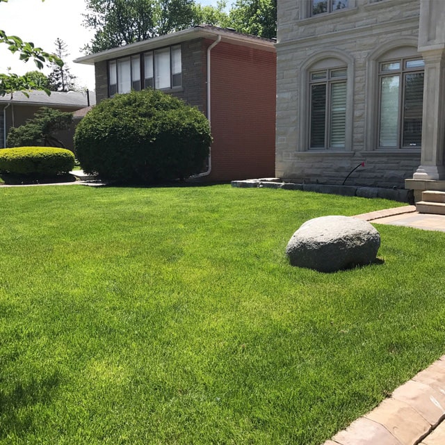 sod and plant installation for backyard or garden