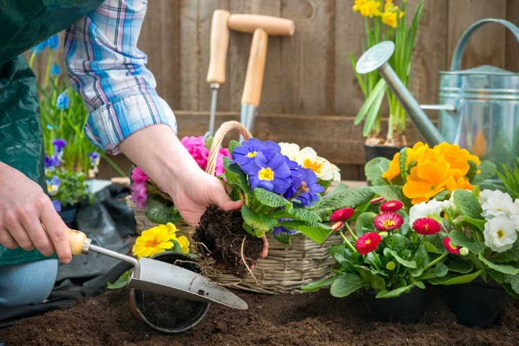 Planting colorful spring flowers in garden bed with hand tools and watering can