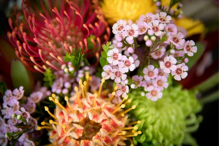 Close-up of colorful garden flowers including pink waxflowers and vibrant protea blooms