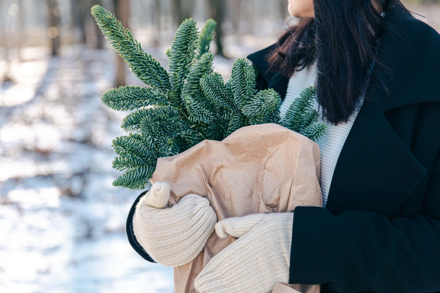 Holding evergreen shrub wrapped for cold protection before planting in winter